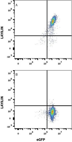 Invitrogen Layilin Monoclonal Antibody (328024) 100 &mu;g; Unconjugated:Antibodies,