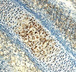 Invitrogen CHRDL2 Monoclonal Antibody (328905) 100 &mu;g; Unconjugated:Antibodies,