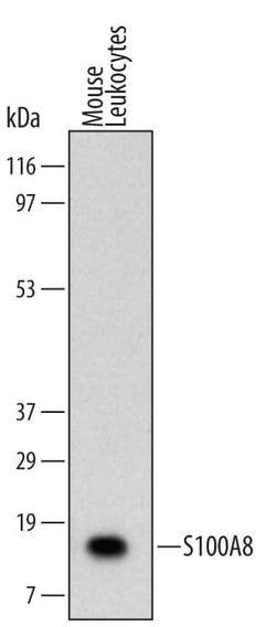 Invitrogen S100A8 Monoclonal Antibody (335806) 100 &mu;g; Unconjugated:Antibodies,