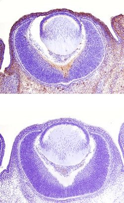 Invitrogen Syntaxin 2 Monoclonal Antibody (338930) 100 &mu;g; Unconjugated:Antibodies,