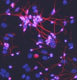 Invitrogen Meteorin Monoclonal Antibody (347505) 100 &mu;g; Unconjugated:Antibodies,