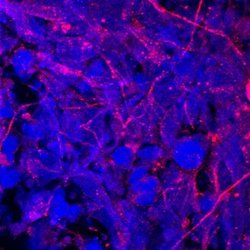 Invitrogen CNDP1 Monoclonal Antibody (352216) 100 &mu;g; Unconjugated:Antibodies,