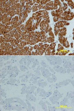 Invitrogen CNDP1 Monoclonal Antibody (352216) 100 &mu;g; Unconjugated:Antibodies,