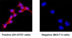 Invitrogen APLP1 Monoclonal Antibody (354008) 100 &mu;g; Unconjugated:Antibodies,