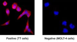 Invitrogen APLP1 Monoclonal Antibody (354008) 100 &mu;g; Unconjugated:Antibodies,