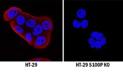 Invitrogen S100P Monoclonal Antibody (357517) 100 &mu;g; Unconjugated:Antibodies,