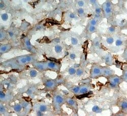 Invitrogen CLEC4F Monoclonal Antibody (370901) 100 &mu;g; Unconjugated:Antibodies,