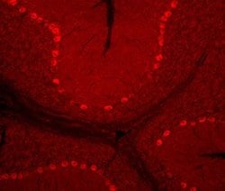 Invitrogen AMIGO3 Monoclonal Antibody (371301) 100 &mu;g; Unconjugated:Antibodies,