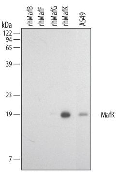 Invitrogen MAFK Monoclonal Antibody (381923) 100 &mu;g; Unconjugated:Antibodies,