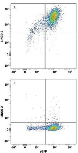 Invitrogen LINGO2 Monoclonal Antibody (382007) 100 &mu;g; Unconjugated:Antibodies,