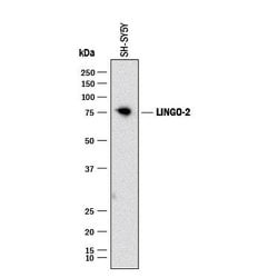 Invitrogen LINGO2 Monoclonal Antibody (382007) 100 &mu;g; Unconjugated:Antibodies,