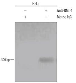 Invitrogen BMI-1 Monoclonal Antibody (384515) 50 &mu;g; Unconjugated:Antibodies,