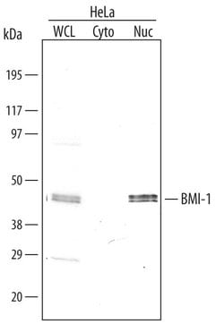 Invitrogen BMI-1 Monoclonal Antibody (384515) 50 &mu;g; Unconjugated:Antibodies,