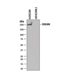 Invitrogen DSCAM Monoclonal Antibody (399212) 100 &mu;g; Unconjugated:Antibodies,