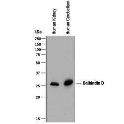 Invitrogen Calbindin D28K Monoclonal Antibody (401025) 100 &mu;g | Buy Online | Invitrogen&trade; | Fisher Scientific