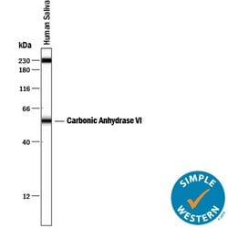 Invitrogen Carbonic Anhydrase VI Monoclonal Antibody (401819) 100 &mu;g;