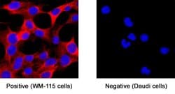 Invitrogen CADM4 Monoclonal Antibody (404619) 100 &mu;g; Unconjugated:Antibodies,