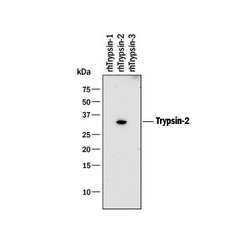 Invitrogen Trypsin 2 Monoclonal Antibody (410322) 100 &mu;g; Unconjugated:Antibodies,