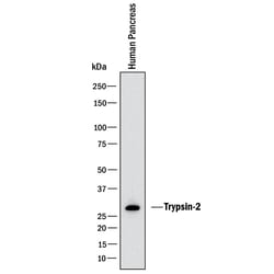 Invitrogen Trypsin 2 Monoclonal Antibody (410322) 100 &mu;g; Unconjugated:Antibodies,