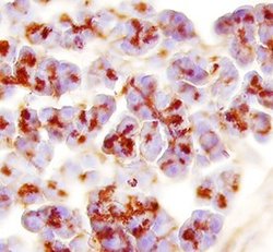 Invitrogen PRSS3 Monoclonal Antibody (419911) 100 &mu;g; Unconjugated:Antibodies,