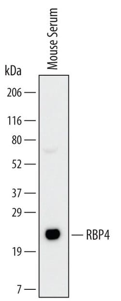 Invitrogen RBP4 Monoclonal Antibody (423619) 100 &mu;g; Unconjugated:Antibodies,