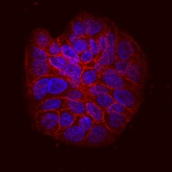 Invitrogen ITGB6 Monoclonal Antibody (437211) 100 &mu;g; Unconjugated:Antibodies,