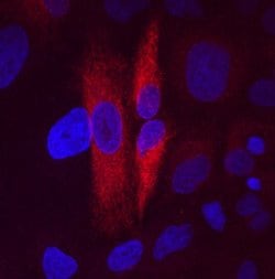 Invitrogen FAM3C Monoclonal Antibody (438618) 100 &mu;g; Unconjugated:Antibodies,