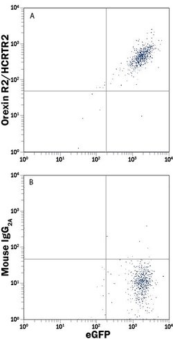 Invitrogen Orexin Receptor 2 Monoclonal Antibody (456738) 100 &mu;g; Unconjugated:Antibodies,