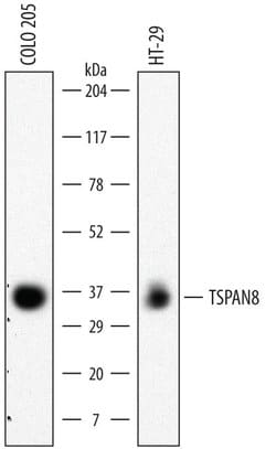 Invitrogen TSPAN8 Monoclonal Antibody (458811) 100 &mu;g; Unconjugated:Antibodies,