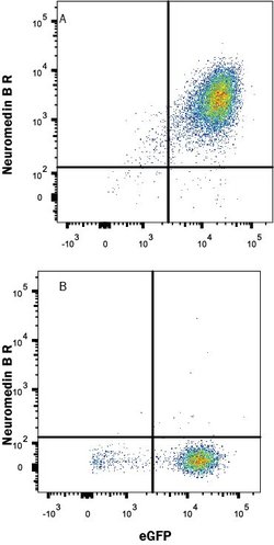 Invitrogen NMBR Monoclonal Antibody (466505) 100 &mu;g; Unconjugated:Antibodies,