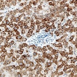 Invitrogen Carbonic Anhydrase VA/VB Monoclonal Antibody (487908) 100 &mu;g;
