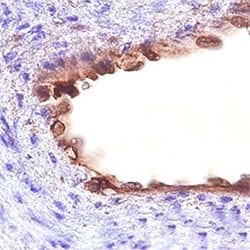 Invitrogen CD109 Monoclonal Antibody (496920) 100 &mu;g; Unconjugated:Antibodies,