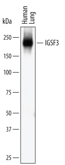 Invitrogen IGSF3 Monoclonal Antibody (503621) 100 &mu;g; Unconjugated:Antibodies,