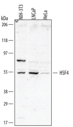 Invitrogen HSF4 Monoclonal Antibody (504524) 100 &mu;g; Unconjugated:Antibodies,