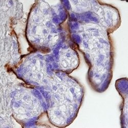 Invitrogen 5T4 Monoclonal Antibody (524731) 100 &mu;g; Unconjugated:Antibodies,