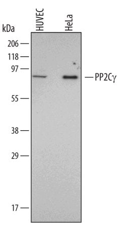 Invitrogen PPM1G Monoclonal Antibody (528322) 100 &mu;g; Unconjugated:Antibodies,