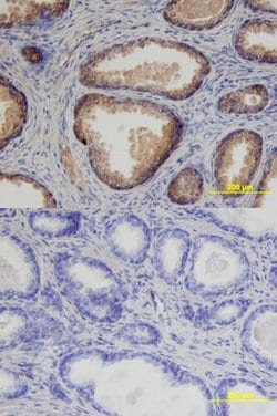 Invitrogen Prostasin Monoclonal Antibody (530622) 100 &mu;g; Unconjugated:Antibodies,