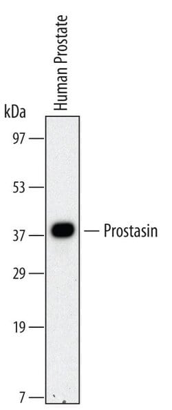 Invitrogen Prostasin Monoclonal Antibody (530622) 100 &mu;g; Unconjugated:Antibodies,