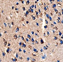 Invitrogen ANGPTL7 Monoclonal Antibody (538401) 100 &mu;g; Unconjugated:Antibodies,