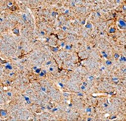 Invitrogen ANGPTL7 Monoclonal Antibody (538401) 100 &mu;g; Unconjugated:Antibodies,