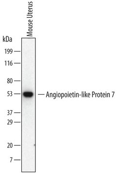 Invitrogen ANGPTL7 Monoclonal Antibody (538401) 100 &mu;g; Unconjugated:Antibodies,