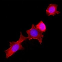 Invitrogen ADAM32 Monoclonal Antibody (539220) 100 &mu;g; Unconjugated:Antibodies,