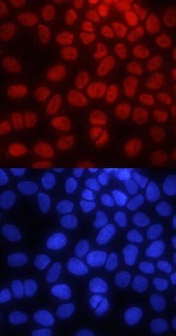 Invitrogen PYGO2 Monoclonal Antibody (539730) 100 &mu;g; Unconjugated:Antibodies,