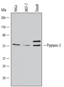 Invitrogen PYGO2 Monoclonal Antibody (539730) 100 &mu;g; Unconjugated:Antibodies,