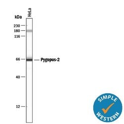 Invitrogen PYGO2 Monoclonal Antibody (539730) 100 &mu;g; Unconjugated:Antibodies,