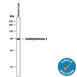 Invitrogen CES1 Monoclonal Antibody (544623) 100 &mu;g; Unconjugated:Antibodies,