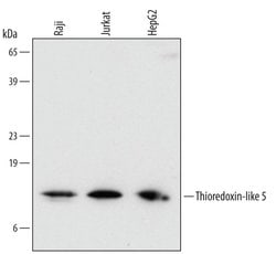 Invitrogen TXNL5 Monoclonal Antibody (544710) 100 &mu;g; Unconjugated:Antibodies,