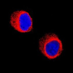 Invitrogen Galectin 10 Monoclonal Antibody (561603) 100 &mu;g; Unconjugated:Antibodies,