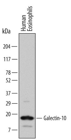 Invitrogen Galectin 10 Monoclonal Antibody (561603) 100 &mu;g; Unconjugated:Antibodies,
