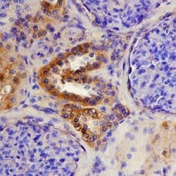 Invitrogen ADAMTS15 Monoclonal Antibody (561819) 100 &mu;g; Unconjugated:Antibodies,